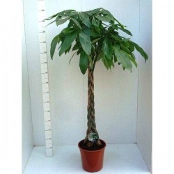 PACHIRA aquatica TG-TRESS...