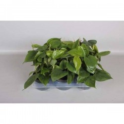 PHILODENDRON scandens P12