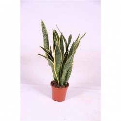 SANSEVIERIA trifasciata...