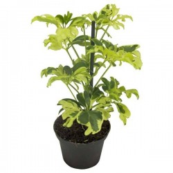 SCHEFFLERA arboricola...