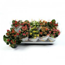 KALANCHOE la Mia Favorite...