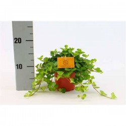 PEPEROMIA rotundifolia P12