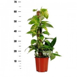 EPIPREMNUM aureum TUT-COCO...