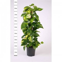 EPIPREMNUM aureum TUT-COCO...