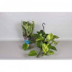 EPIPREMNUM aureum SUSPØ15