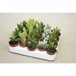 OPUNTIA assorti P5.5