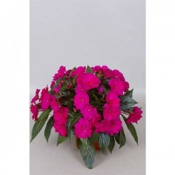 IMPATIENS new-guinee P13