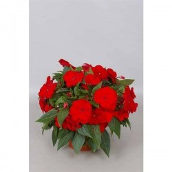 IMPATIENS new-guinee P13