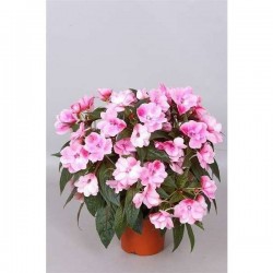 IMPATIENS new-guinee P13