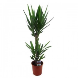 YUCCA H100 P19