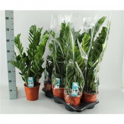 ZAMIOCULCAS H55 P17