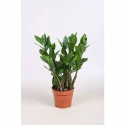 ZAMIOCULCAS P12