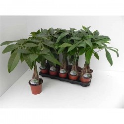 PACHIRA aquatica TG-TRESS P12