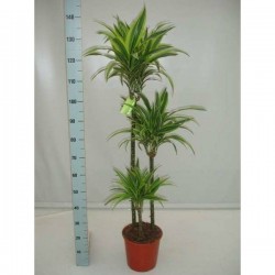 DRACAENA deremensis 'Lemon...