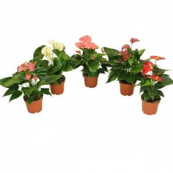 ANTHURIUM 'Grandiflora' P12