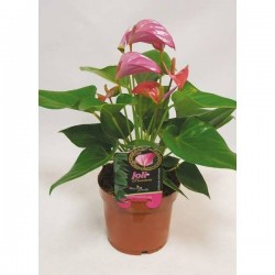 ANTHURIUM multiflorum P12