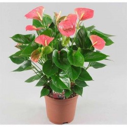 ANTHURIUM 'Grandiflora' P17