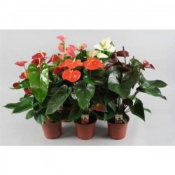 ANTHURIUM 'Grandiflora' P17