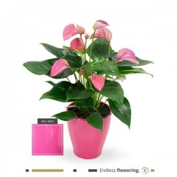 ANTHURIUM andreanum P13-CERAM