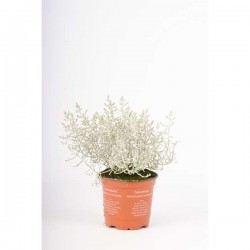 CALOCEPHALUS brownii P10.5