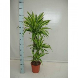 DRACAENA deremensis 'Lemon...