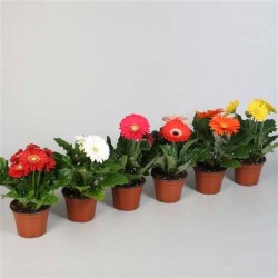 GERBERA assorti P12