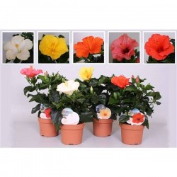 HIBISCUS rosa-sinensis...