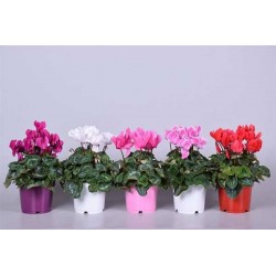 CYCLAMEN P12-TST