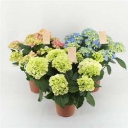 HORTENSIA macrophylla...
