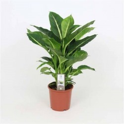 DIEFFENBACHIA seguine...
