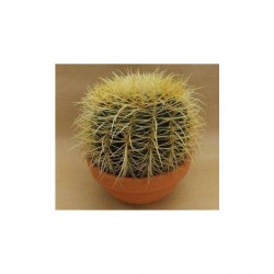 ECHINOCACTUS grusonii...