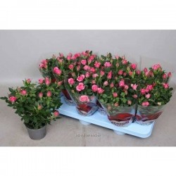 MINI-ROSIER 'Kordana' P10.5