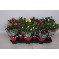 MINI-ROSIER grande fleur P10.5