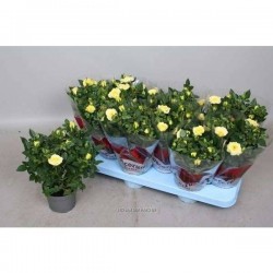 MINI-ROSIER 'Kordana' P10.5