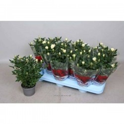 MINI-ROSIER 'Kordana' P10.5