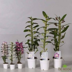DENDROBIUM nobile Assorti...