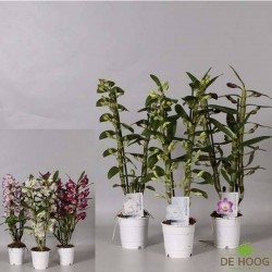 DENDROBIUM nobile Assorti...