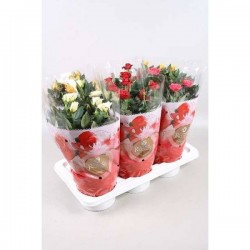 MINI-ROSIER 'Favorite' P17