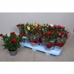 MINI-ROSIER 'Kordana' P10.5