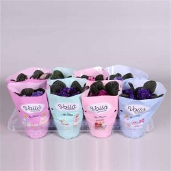 SAINTPAULIA assorti P12