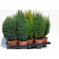 CONIFERE assorti P13