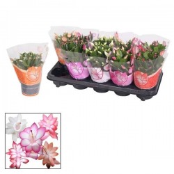 SCHLUMBERGERA assorti P10.5