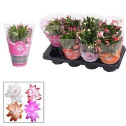 SCHLUMBERGERA P13