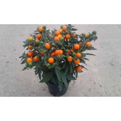 SOLANUM d'ornement 'Torino'...