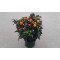 SOLANUM d'ornement 'Torino'...