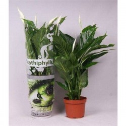 SPATHIPHYLLUM 'Sweet...