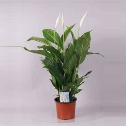SPATHIPHYLLUM 'Sweet...