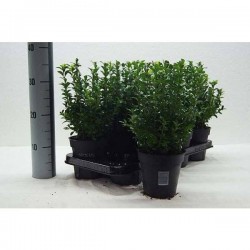 BUXUS sempervirens P13