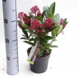 SKIMMIA japonica 'Rubella'...