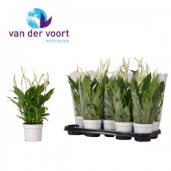 SPATHIPHYLLUM 'Chopin' P13